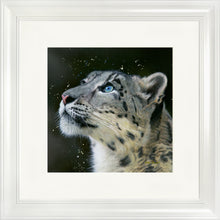 Load image into Gallery viewer, Sultan