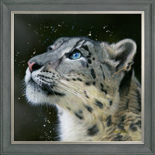 Load image into Gallery viewer, Sultan