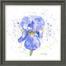 Load image into Gallery viewer, Blue Iris