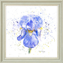 Load image into Gallery viewer, Blue Iris