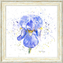 Load image into Gallery viewer, Blue Iris