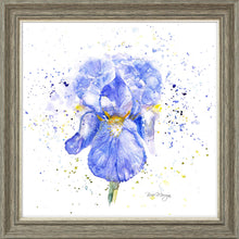 Load image into Gallery viewer, Blue Iris