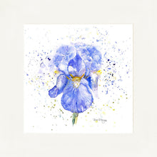Load image into Gallery viewer, Blue Iris