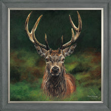 Load image into Gallery viewer, Scott