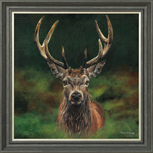 Load image into Gallery viewer, Scott