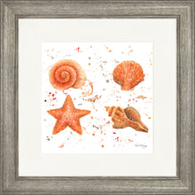 Load image into Gallery viewer, Shells