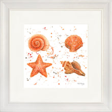 Load image into Gallery viewer, Shells