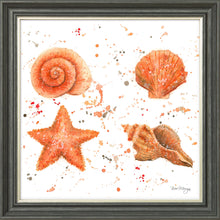 Load image into Gallery viewer, Shells