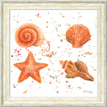 Load image into Gallery viewer, Shells