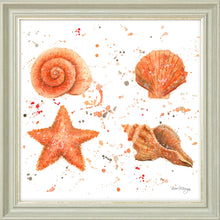 Load image into Gallery viewer, Shells