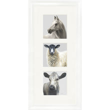 Load image into Gallery viewer, The Greys