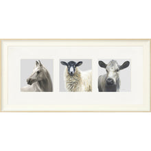 Load image into Gallery viewer, The Greys