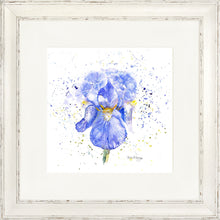 Load image into Gallery viewer, Blue Iris