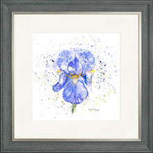 Load image into Gallery viewer, Blue Iris