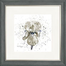 Load image into Gallery viewer, Grey Iris