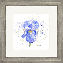 Load image into Gallery viewer, Blue Iris