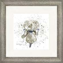 Load image into Gallery viewer, Grey Iris
