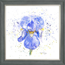 Load image into Gallery viewer, Blue Iris