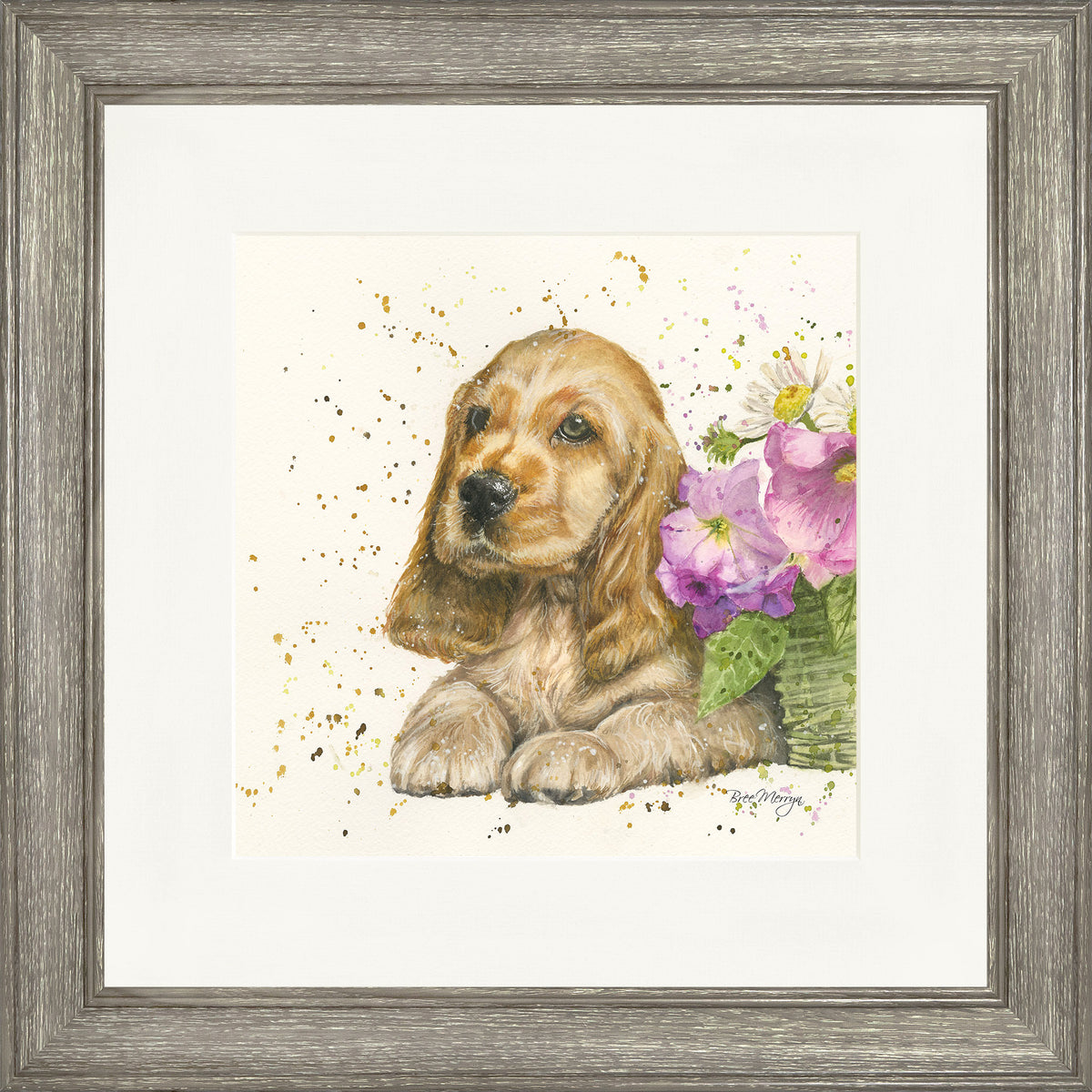 Cody - cocker spaniel framed print by Bree Merryn