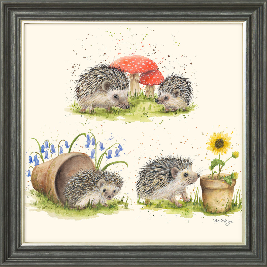 Hedgehog Harmony