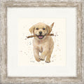 Lucky - labrador framed print by Bree Merryn