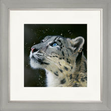 Load image into Gallery viewer, Sultan
