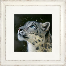 Load image into Gallery viewer, Sultan
