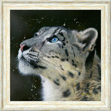 Load image into Gallery viewer, Sultan
