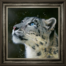 Load image into Gallery viewer, Sultan
