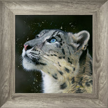 Load image into Gallery viewer, Sultan
