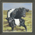 Belties