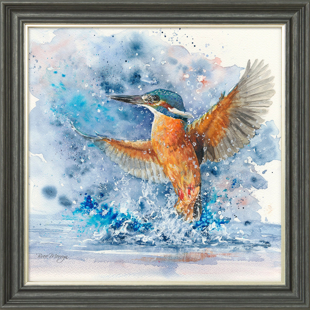 Colourful Kingfisher
