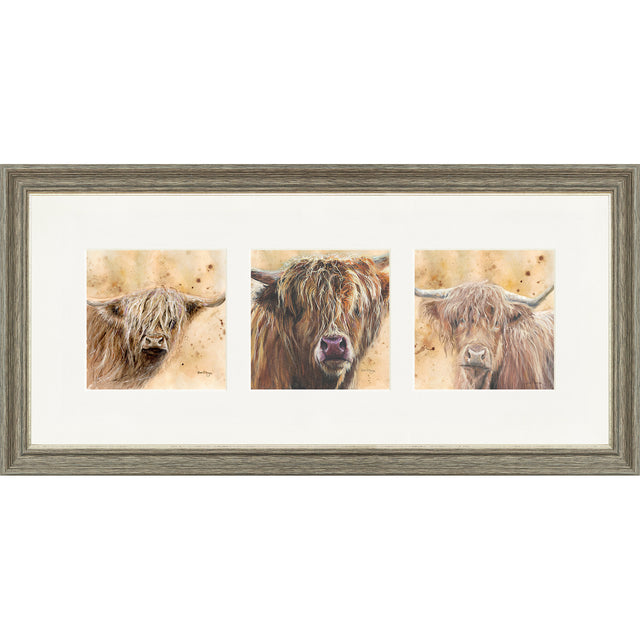 Colourful Coos