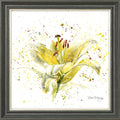 Lemon Lily