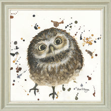 Load image into Gallery viewer, Orson

