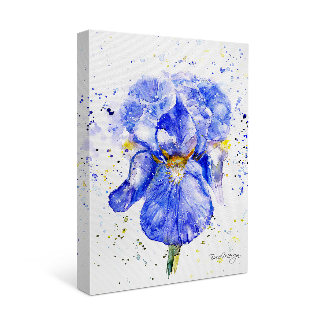 Blue Iris