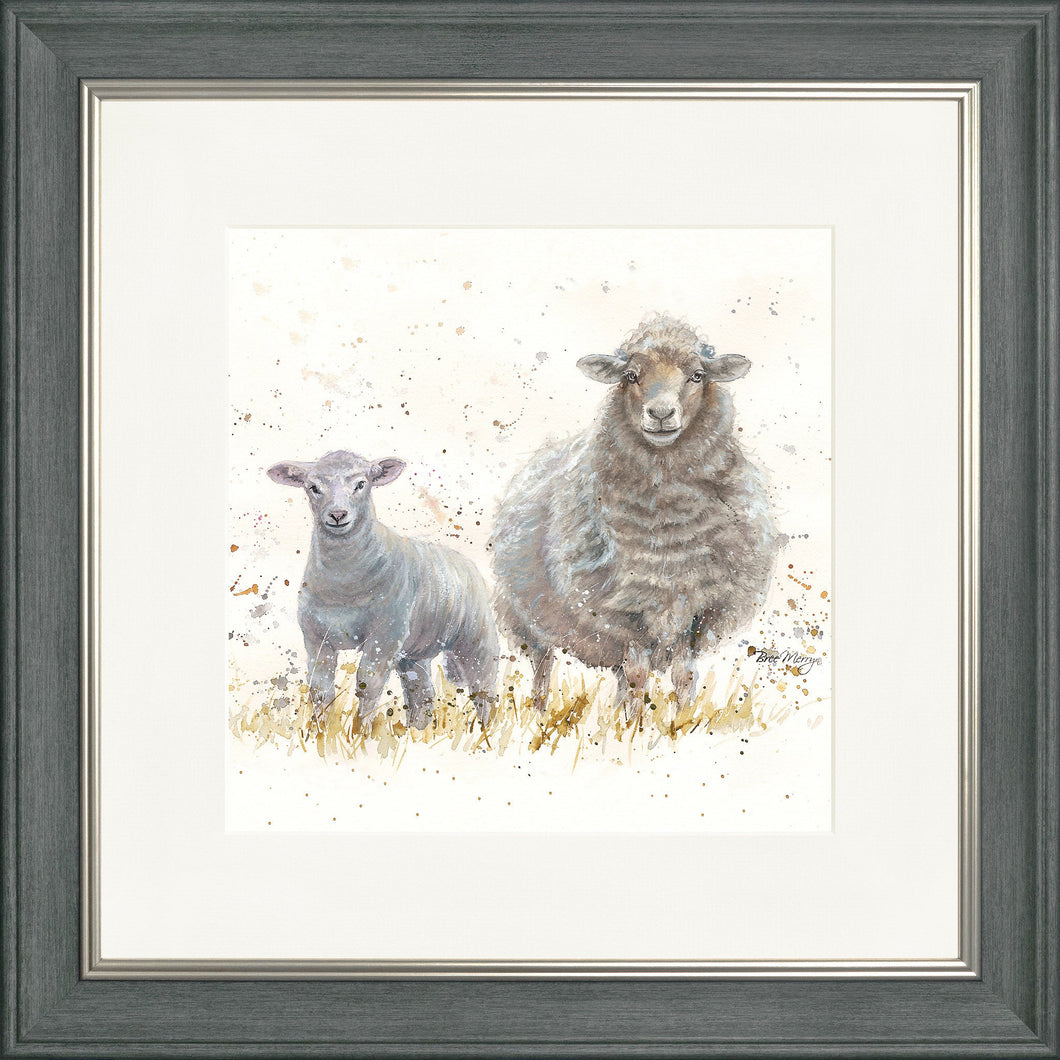 Ewe Beauties