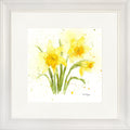Daffodils
