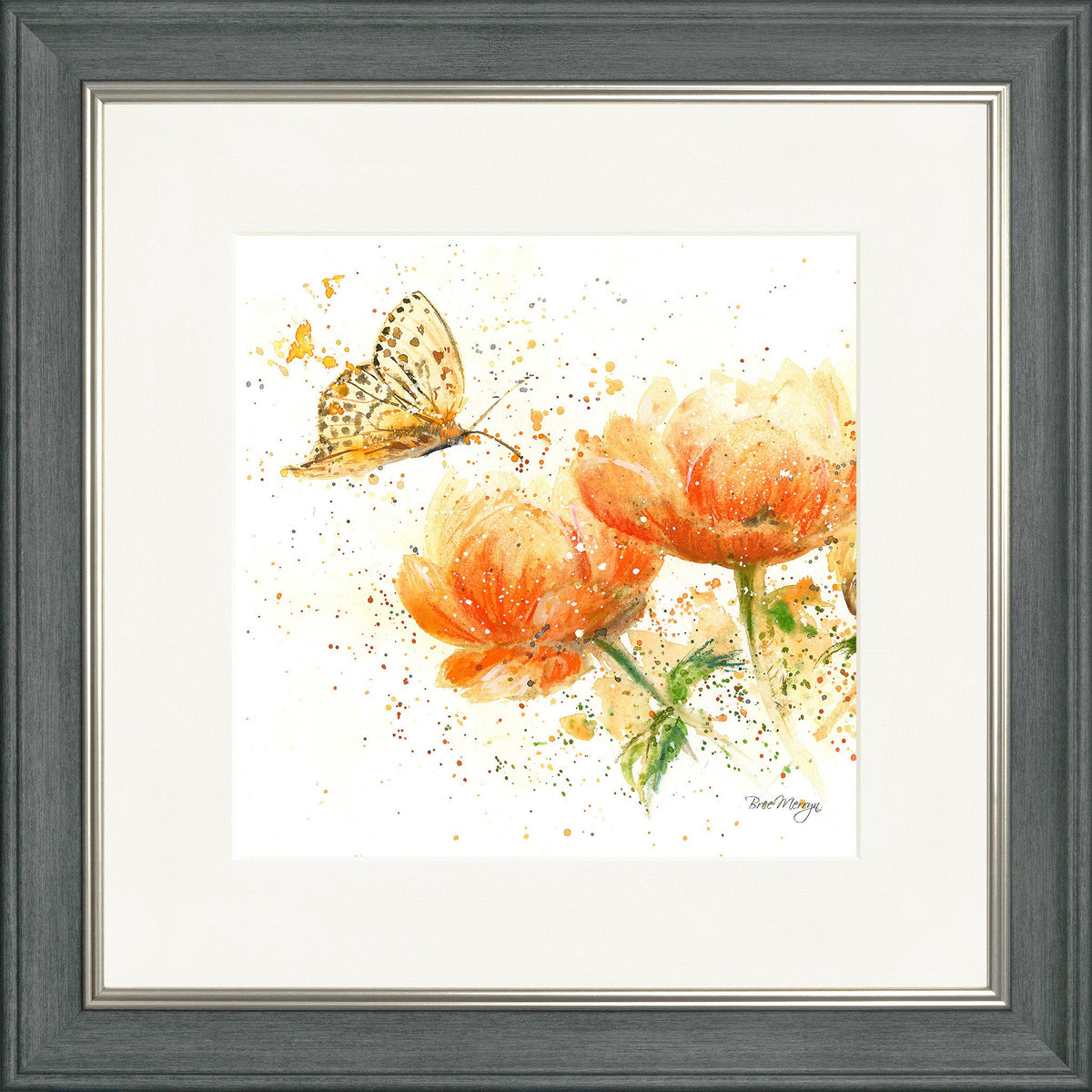 Apricot Dream