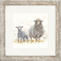 Ewe Beauties