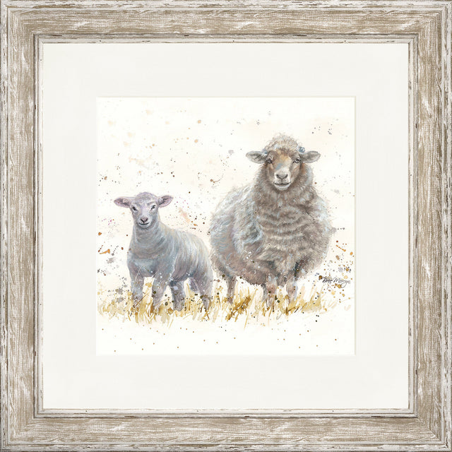 Ewe Beauties